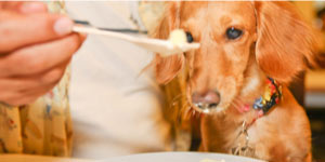 手作り食のオーナー様へ