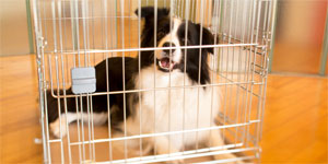 お預かりサービス