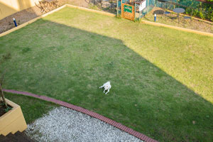 ドッグランについて